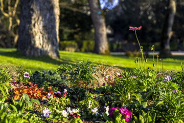 Sunrise over Blossac park in Poitiers 