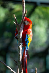 Wall Mural - colorful parrot in park