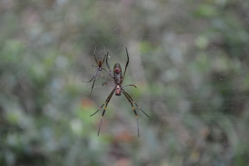 spider on leaf