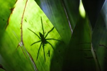 Closeup Shot Of The Shadow Of A Big Black Spider Behind A Green Leaf
