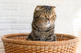 Fototapeta Perspektywa 3d - Portrait of cute Scottish Fold cat in the basket. The fold is a result of an incomplete dominant gene caused by a spontaneous genetic mutation.