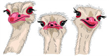  Three Funny Ostrich Closeup Isolate On  White Background.  Vector Illustration For T-shirts, Sweatshirt, Fabric.