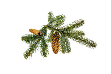 Wall Mural - Conifer cone on a branch close-up on a white background.