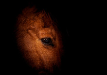 Fine Art Dark Horse Face And Eye