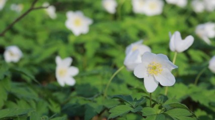 Wall Mural - Flowers of the wood anemone in forest