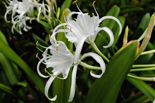 Close Up Of White Spider Lily Flowers, Dark Blurred Background