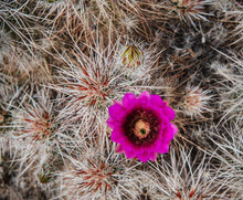Blooming Cactus Flower In Joshua Tree National Park, California