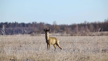 Angry Roe Deer In Mating Season In Frosty Dry Grass Field
