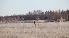 Roe Deer In Mating Season In Frosty Dry Grass Field