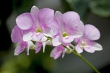 Fototapeta Storczyk - Close up of a branchof light pink orchid flowers, soft background