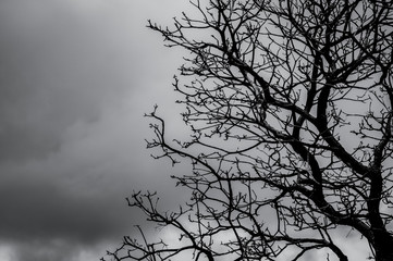 Wall Mural - Silhouette dead tree on dark dramatic sky and white clouds background for death and peace. Halloween day background. Despair and hopeless concept. Sad of nature. Death and sad emotion background.