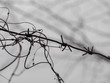 rusty old barbed wire closeup on a cloudy sky background