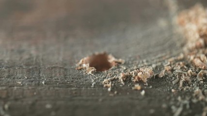 Wall Mural - Man the worker sweeps away sawdust with a brush around a drilled hole. Joinery and construction work close up.  