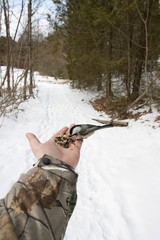 Wall Mural - Vertical shot of a black and white songbird being fed from the hand of a man in winter