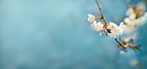 Wall Mural - white springtime cherry blossom flowers on a tree branch against a blue sky background.