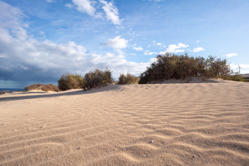 Wall Mural - shrubs in the sandy desert and blue sky