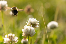 A Bee Flying Through Delicate White Clover Flowers In The Summer Sunshine