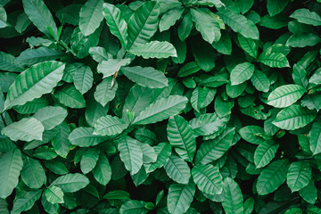 Wall Mural - Natural background of green leaves