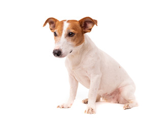 Wall Mural - dog jack russell terrier looks up on a white background