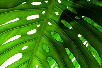 Wall Mural - Creative background of a monstera plant leaf. Backdrop