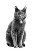 Beautiful gray cat is sitting on a white isolated background.