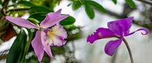 Cattleya Orchid In The Glasshouse