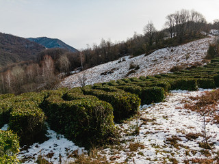 tea bushes in the mountains of the north caucasus. view of green terraces with cut tea bushes growin