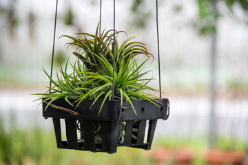 Wall Mural - Air plant, Tillandsia ionantha