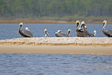 Natural Pelican Pier, Alligator Point Northern Florida USA, Panhandle Of Florida