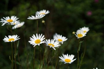 chamomile   blooming  flowers brunch   in garden  with copy space in minimal style, template for lettering,