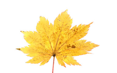 autumn maple leaf