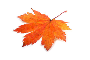 autumn maple leaf
