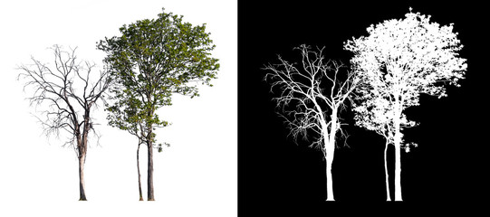 Leinwandbilder - isolated tree on white background with clipping path