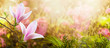 Mysterious fairy tale spring floral wide panoramic banner with fabulous blooming pink magnolias flower summer garden on blurred sunny bright shiny glowing background and copy space