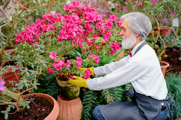 Canvas Print - Hobby and Profession. Portrait of Handsome gardener. Senior bearded man care about plants at greenhouse full of flowers.