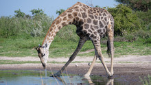 Giraffe Drinking From A Waterhole