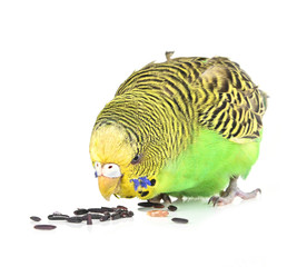 green budgie isolated on white background