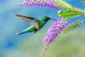 Wall Mural - action scene with hummingbird tourmaline sunangel, eating nectar from beautiful yellow flower in ecu