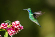 Action scene with hummingbird Tourmaline Sunangel, eating nectar from beautiful yellow flower in Ecuador.