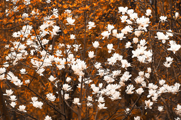 Poster - Blooming white magnolia flowers.