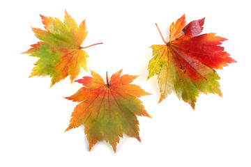 multicolor autumn maple leaves