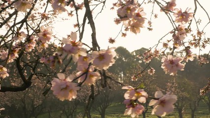 Wall Mural - Branches of blooming almond tree with pink flowers on the foreground with alleys of almond trees in bloom at Quinta de los Molinos city park downtown Madrid at Alcala street in early spring.