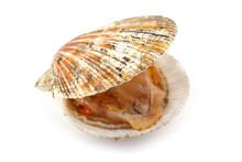 Opened Scallop
