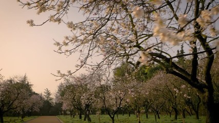 Wall Mural - Branches of blooming almond tree with pink flowers on the foreground with alleys of almond trees in bloom at Quinta de los Molinos city park downtown Madrid at Alcala street in early spring.