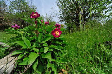 Canvas Print - KorallenPfingstrose (Paeonia mascula) - Peony on Mount Etna - am Fuße des Ätna, Sizilien, Italien