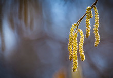 Spring Flowers Catkins Of Common Hazel (Corylus Avellana) Similar To Earrings In Sunlight, Spring Background. Free Space For Text.