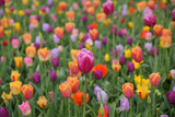Fototapeta Tulipany - Multicolored tulip background in a park in Holland