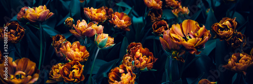 Close up of blooming flowerbeds of amazing orange parrot tulips during spring Canvas Print