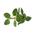 © kaiskynet - fresh Oregano herb isolated on white background.