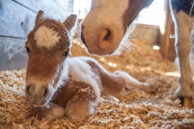 Miniature Horse Newborn Foal With Mare In Barn Stall